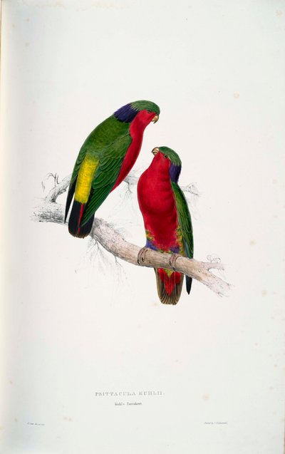 Psittacula kuhlii da Edward Lear